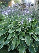 Hosta